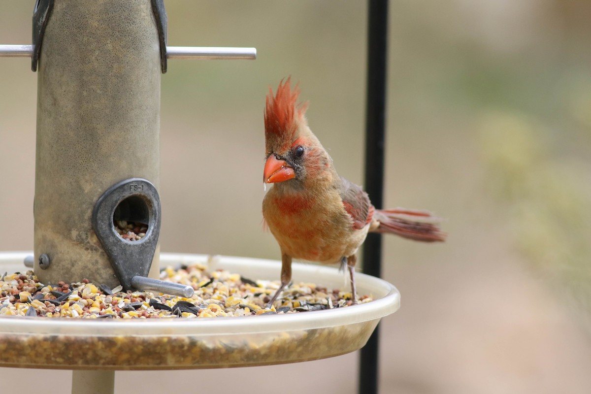Northern Cardinal - Tommy Quarles
