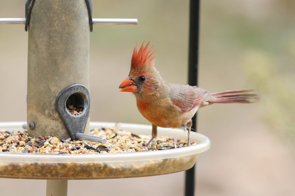 Northern Cardinal - Tommy Quarles