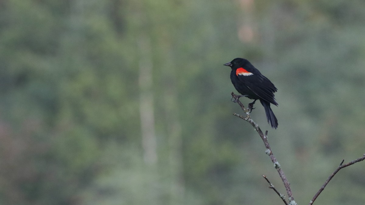 Red-winged Blackbird - ML170560311