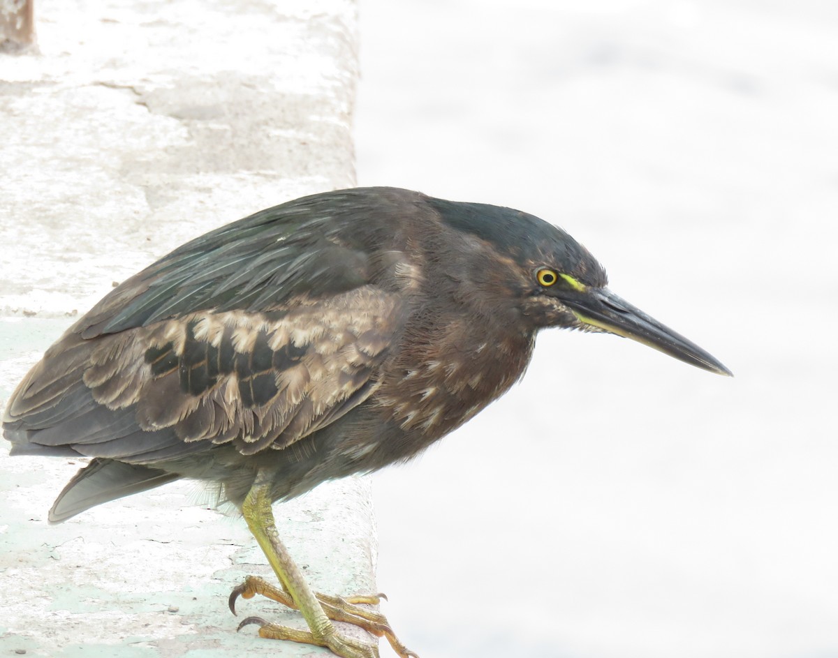 Striated Heron - George  Heimpel