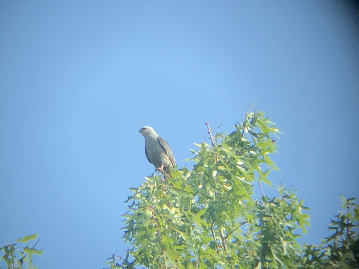 Mississippi Kite - ML170566131