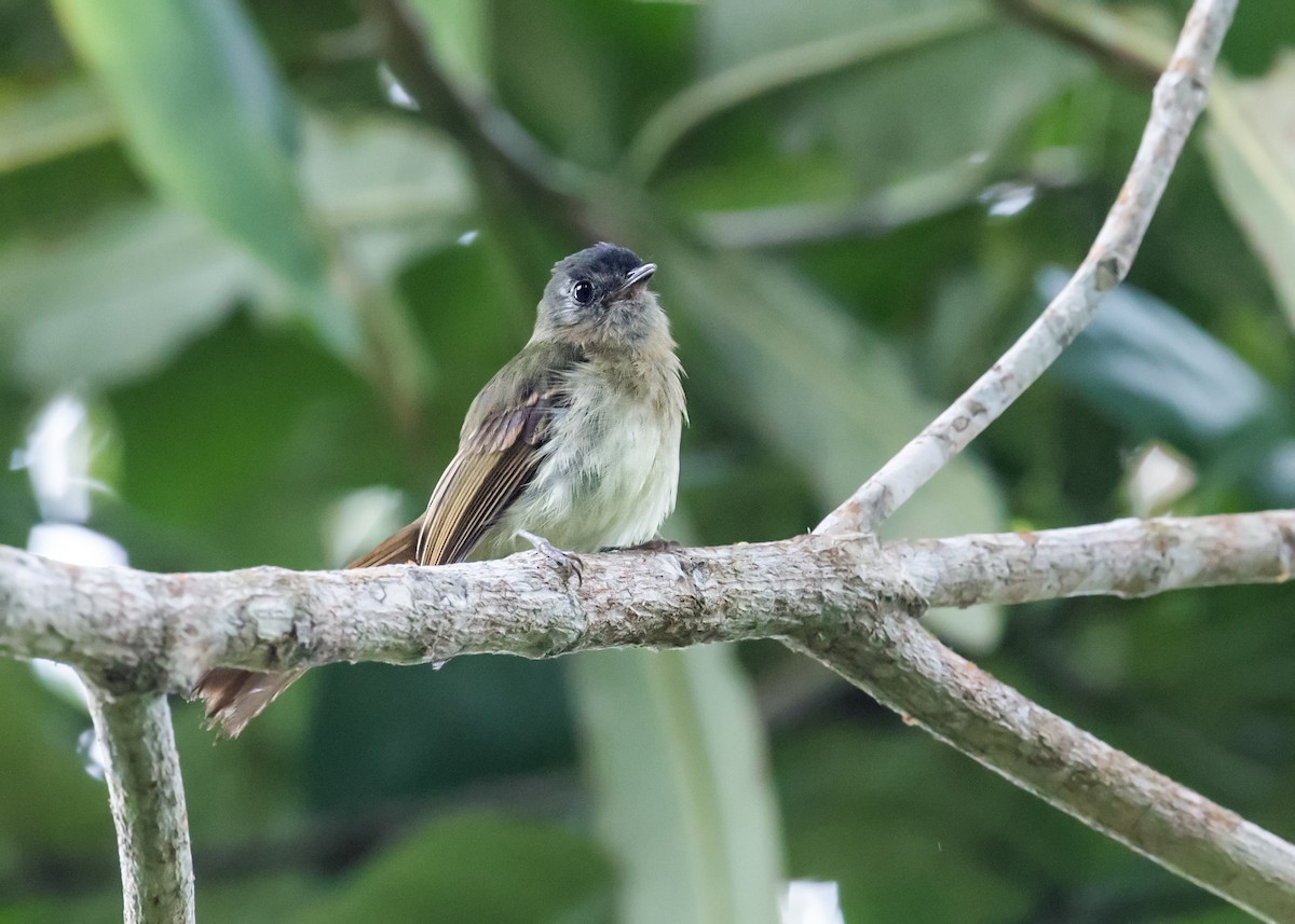 Inca Flycatcher - ML170566361