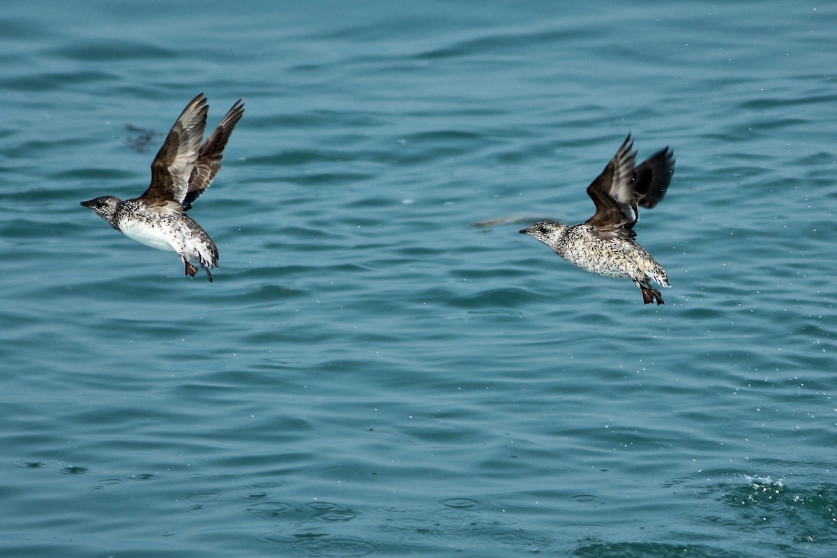 Kittlitz's Murrelet - ML170566951