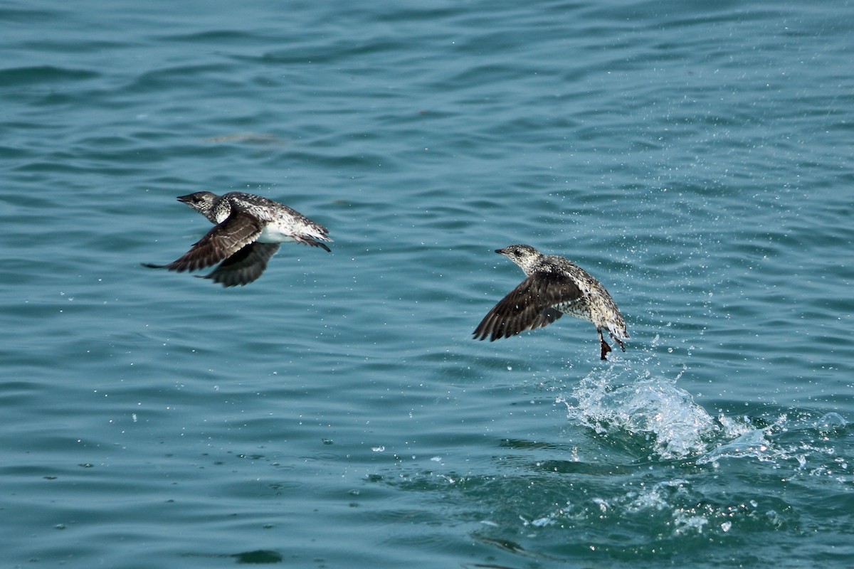 Guillemot de Kittlitz - ML170566961