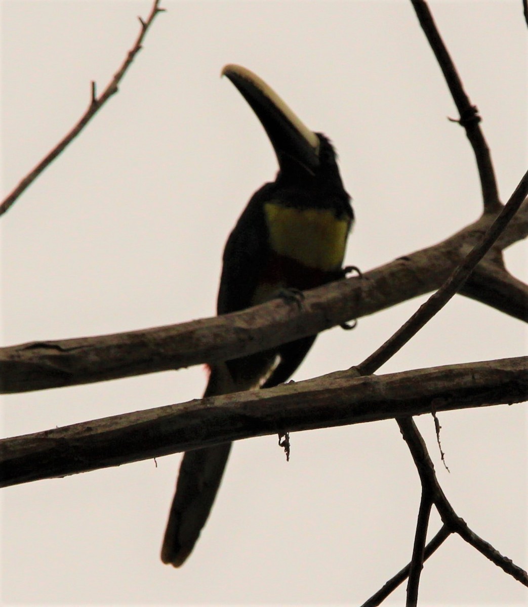 Black-necked Aracari - ML170567731