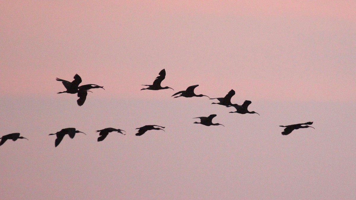 White-faced Ibis - ML170567821