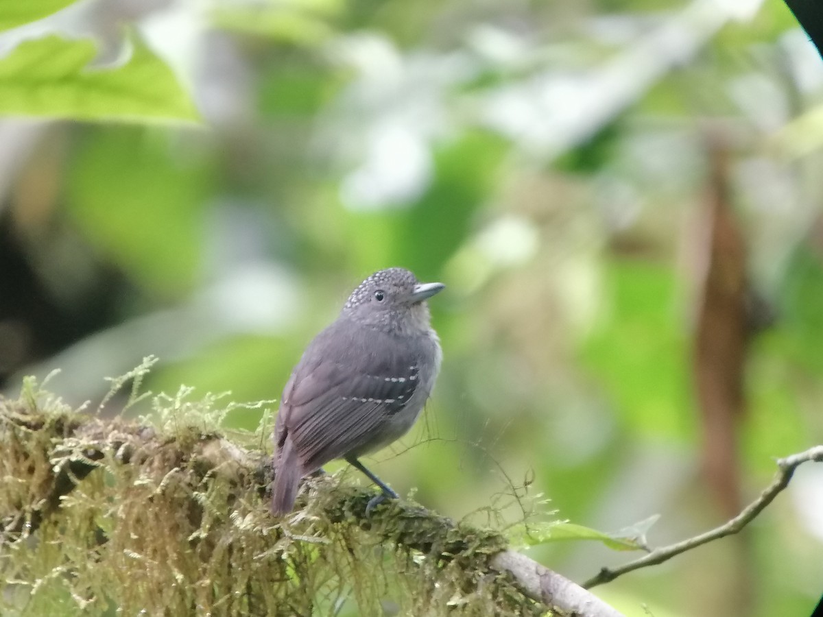 Spot-crowned Antvireo - ML170573791