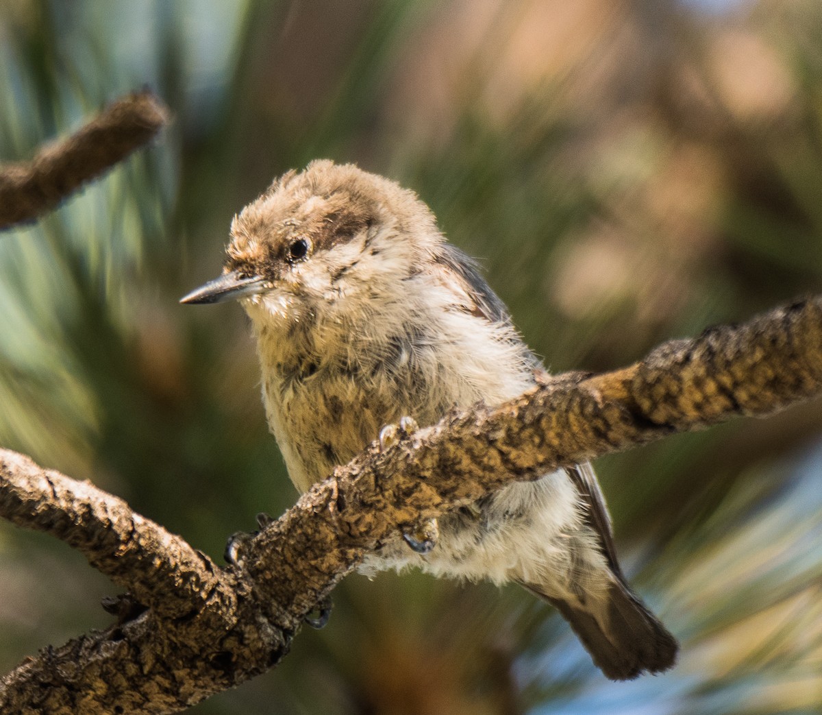 Pygmy Nuthatch - ML170574351