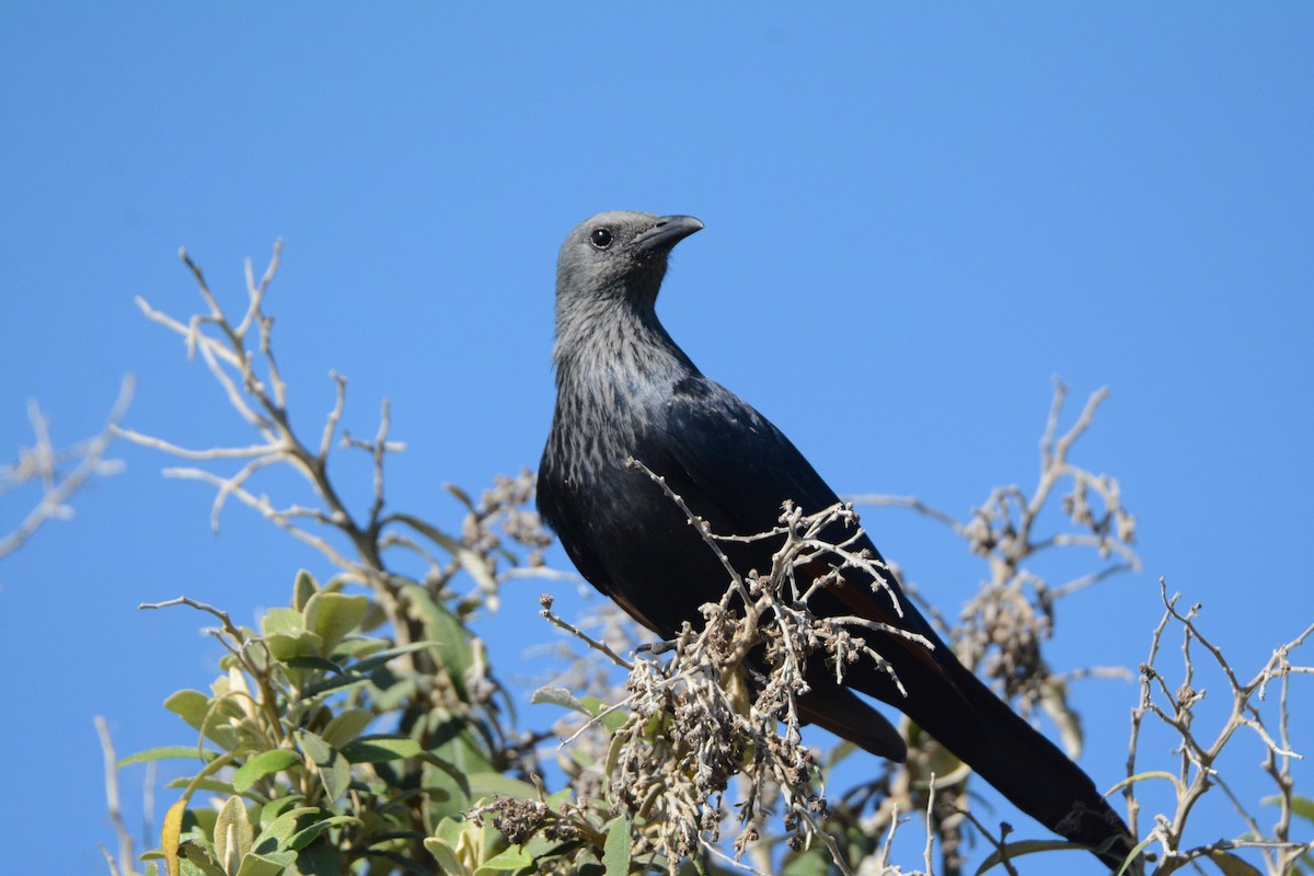 Red-winged Starling - ML170576991