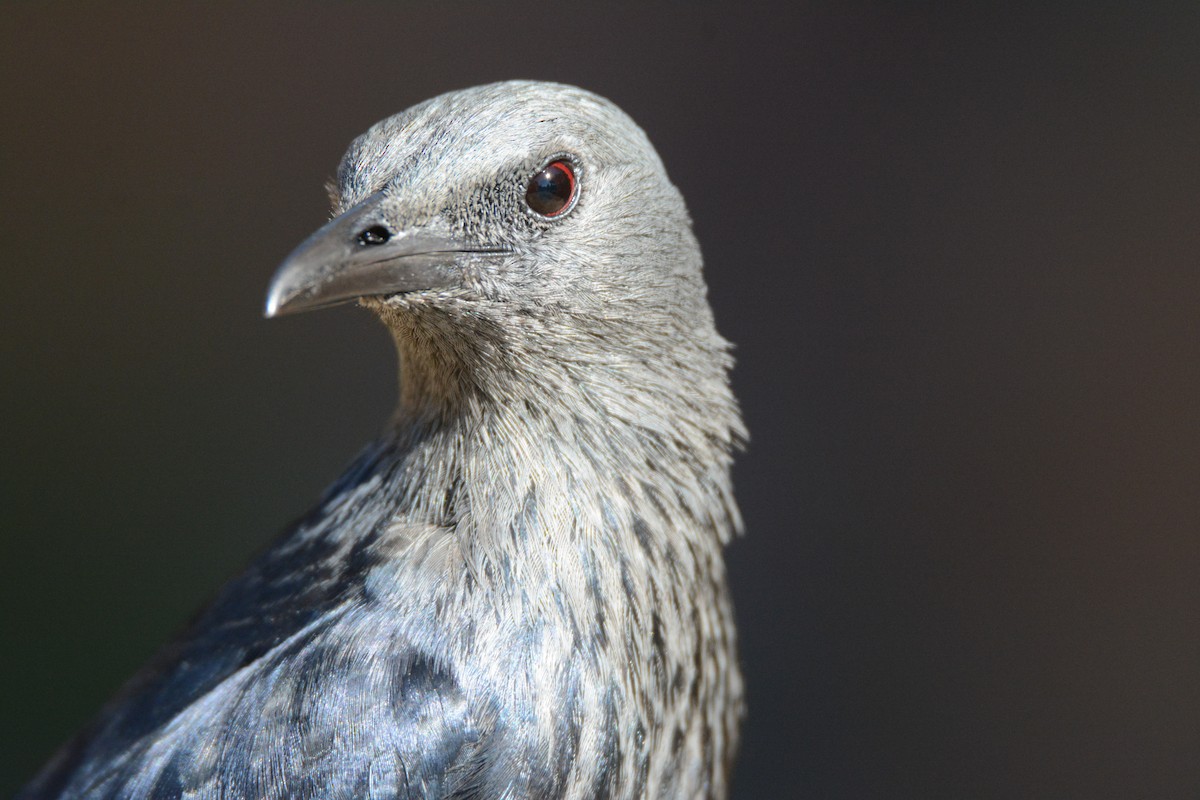 Red-winged Starling - ML170577061