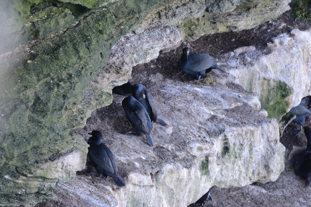 Cormorán de El Cabo - ML170577271