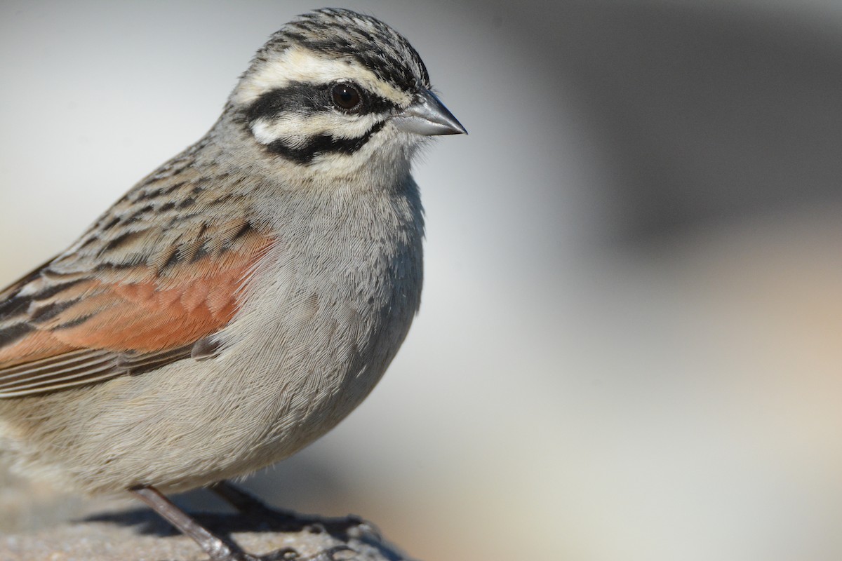 Cape Bunting - ML170577351