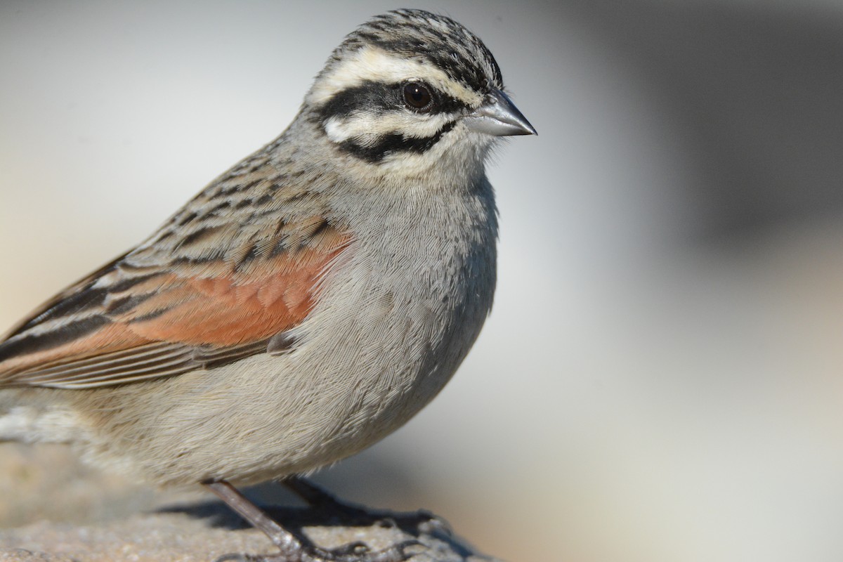 Cape Bunting - ML170577411