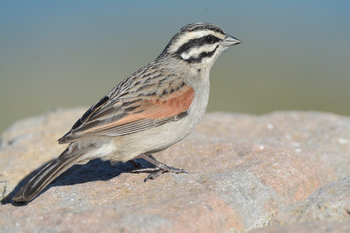 Cape Bunting - Larry Chen