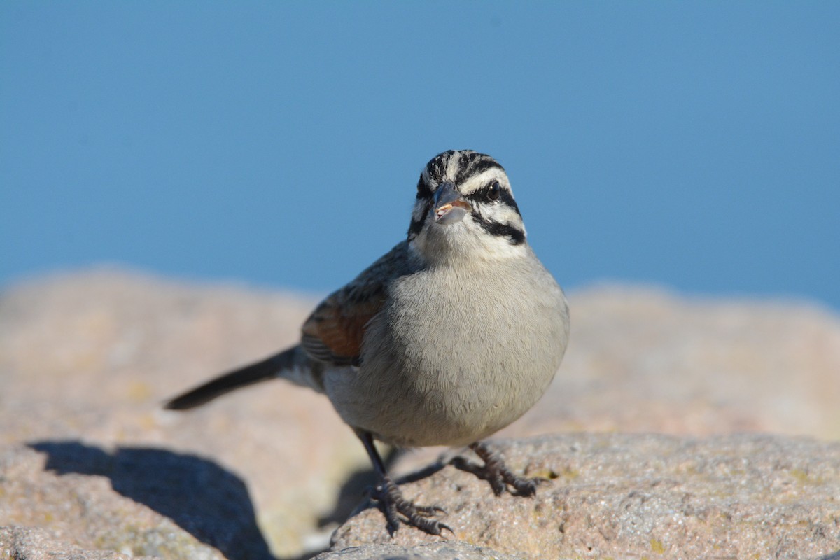 Cape Bunting - ML170577471