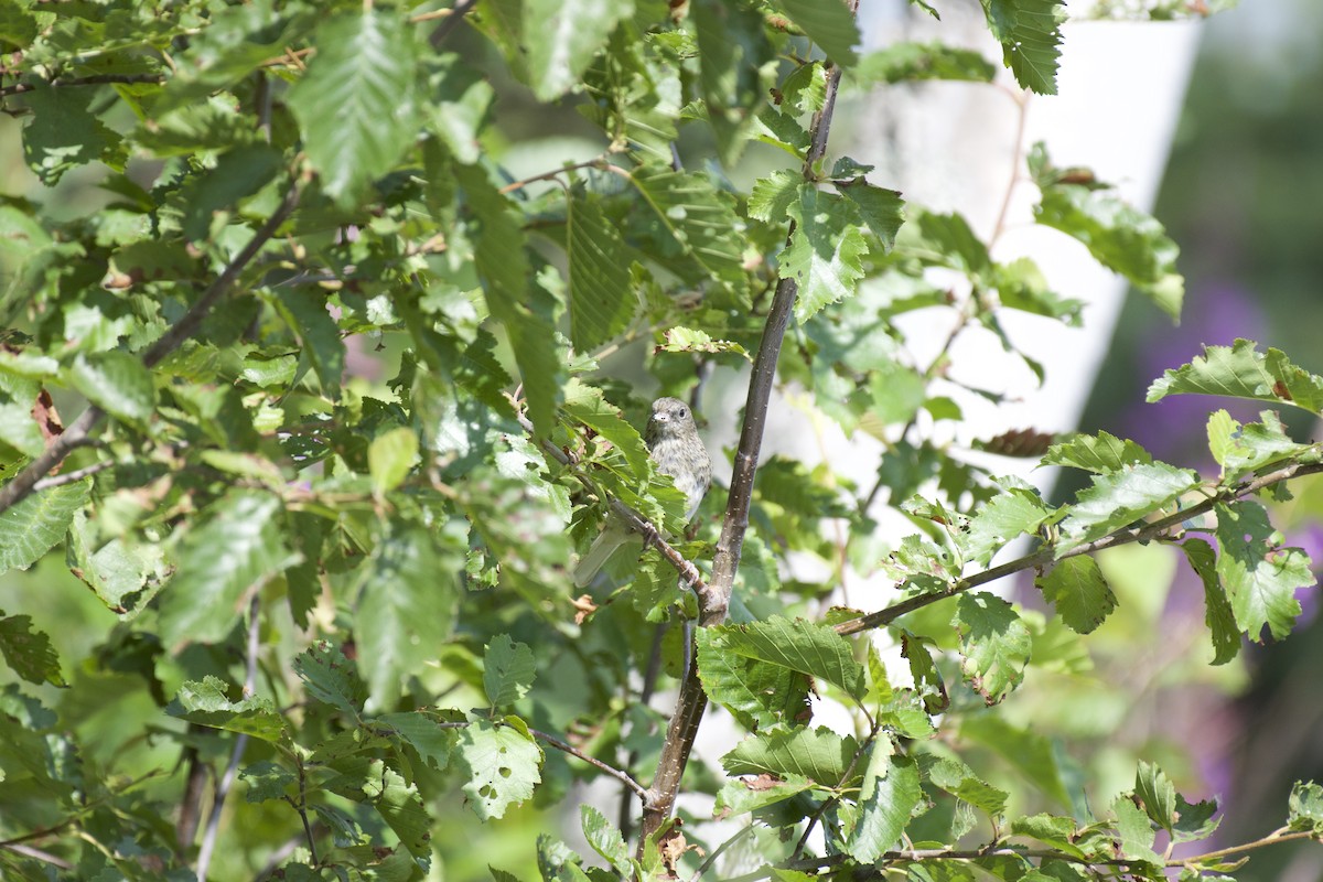 Junco ardoisé - ML170578731