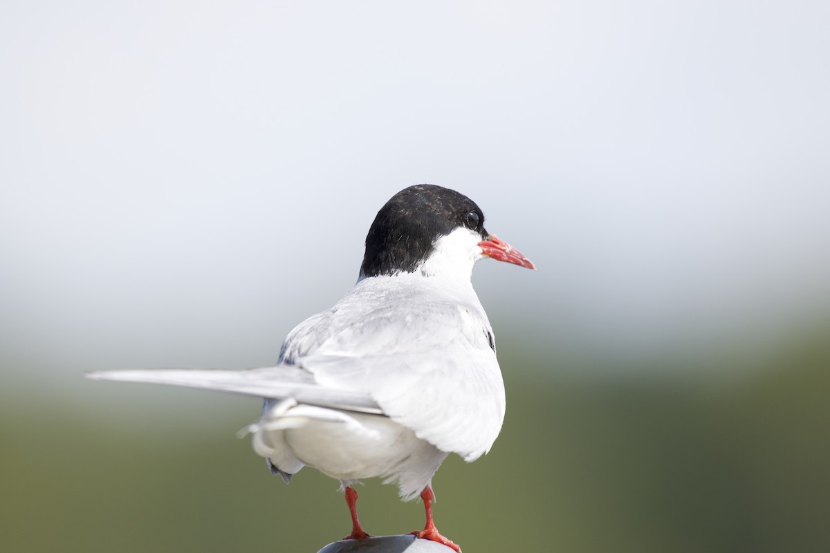 Arctic Tern - Josiah Verbrugge