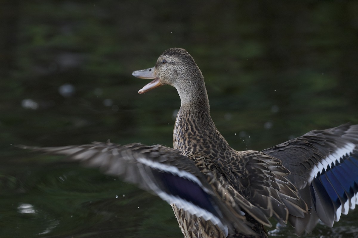 Mallard - ML170578941