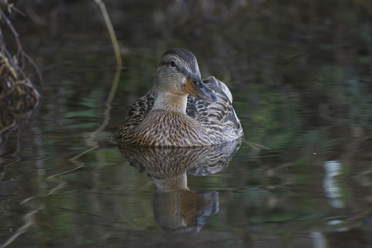 Canard colvert - ML170579001