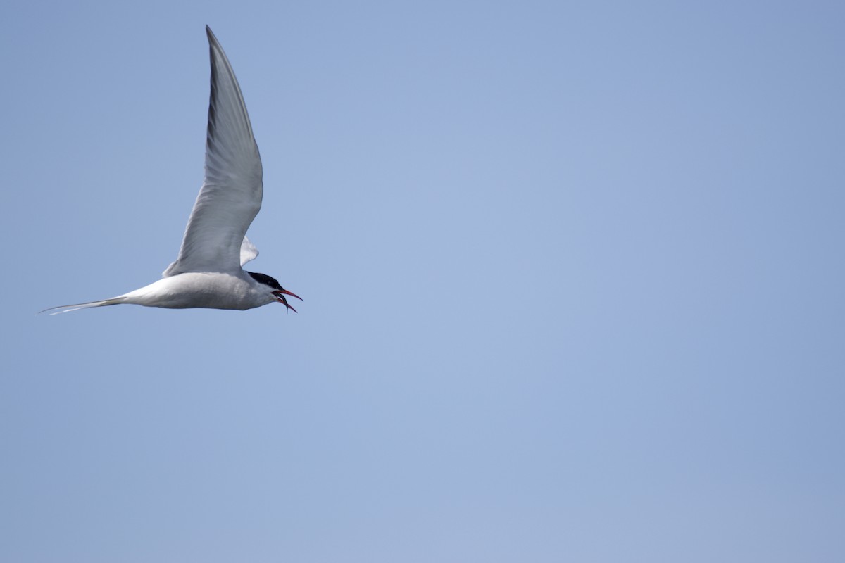 Arctic Tern - ML170580501