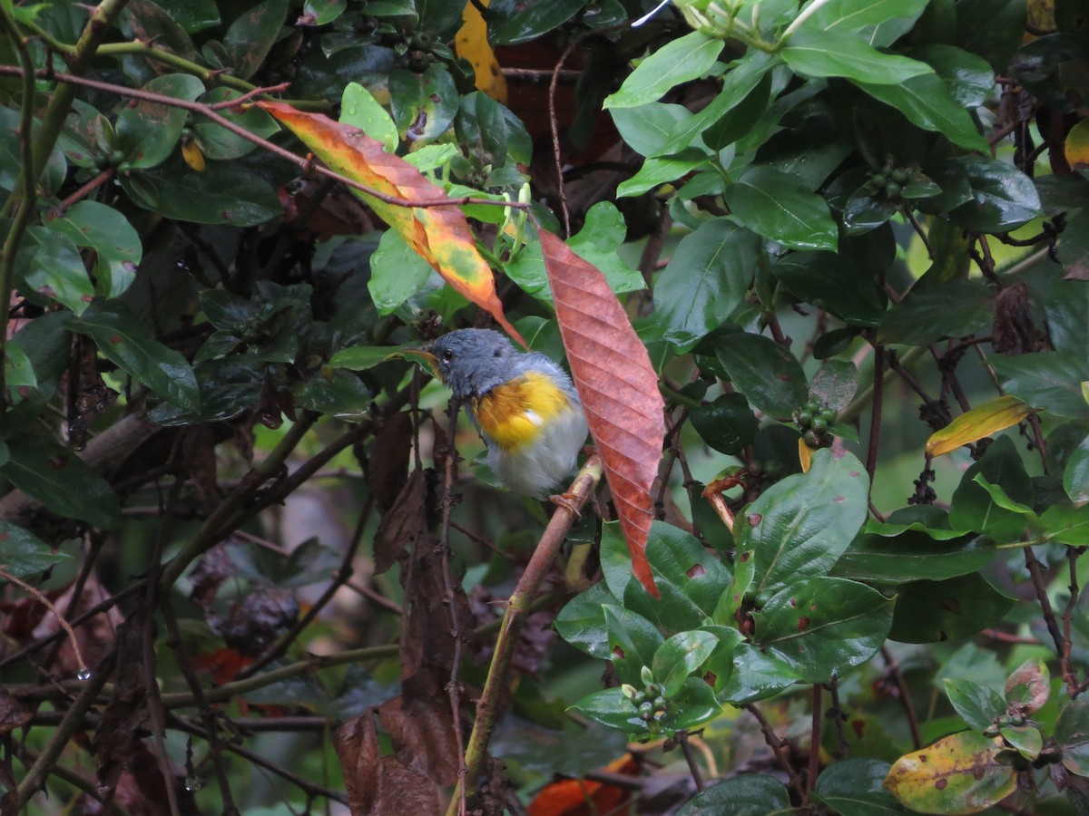 Northern Parula - ML170580791