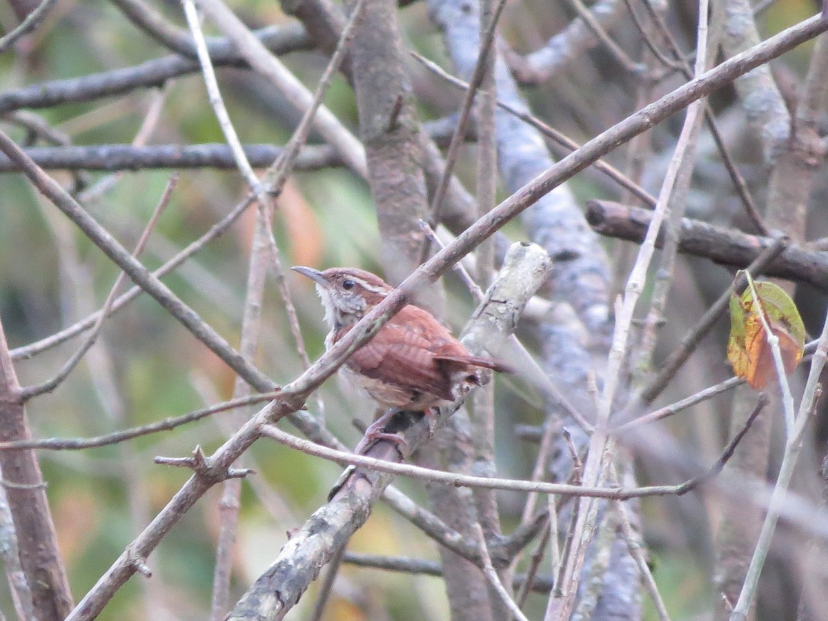 Carolina Wren - ML170581151