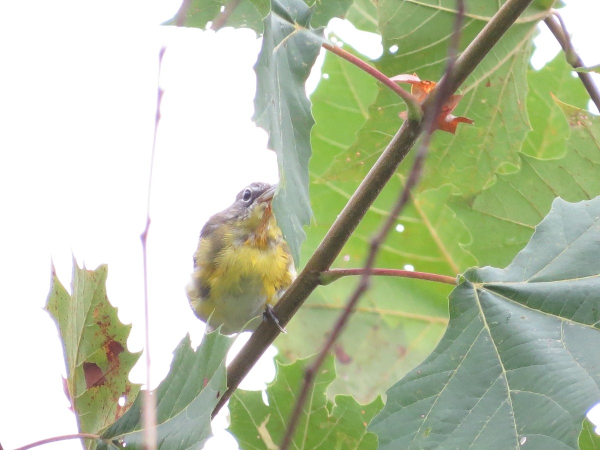 Yellow-breasted Chat - ML170582561