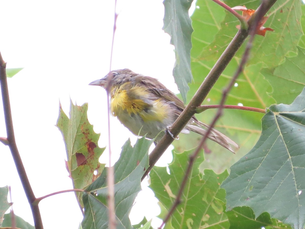 Yellow-breasted Chat - ML170582581
