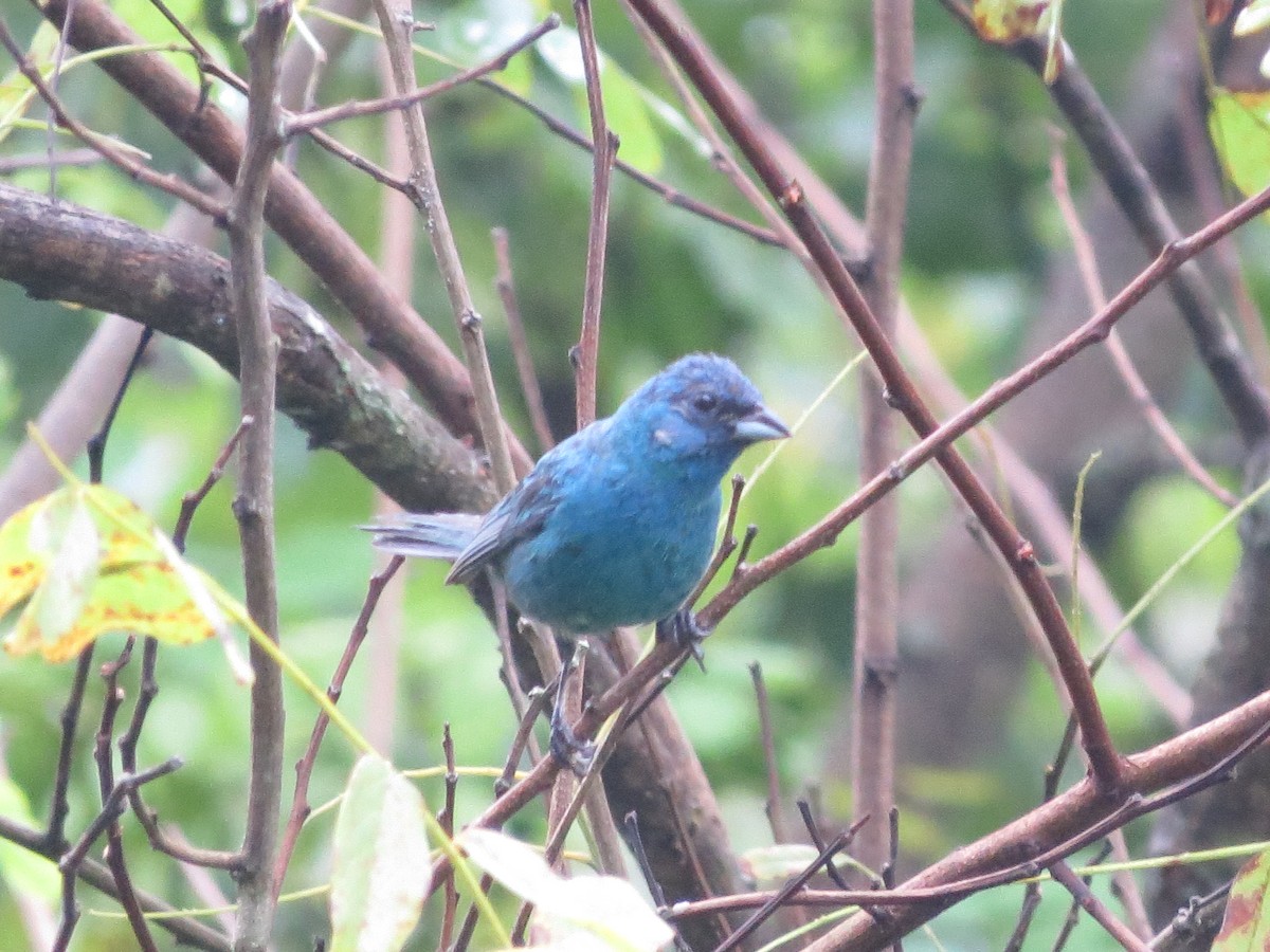 Indigo Bunting - ML170582781