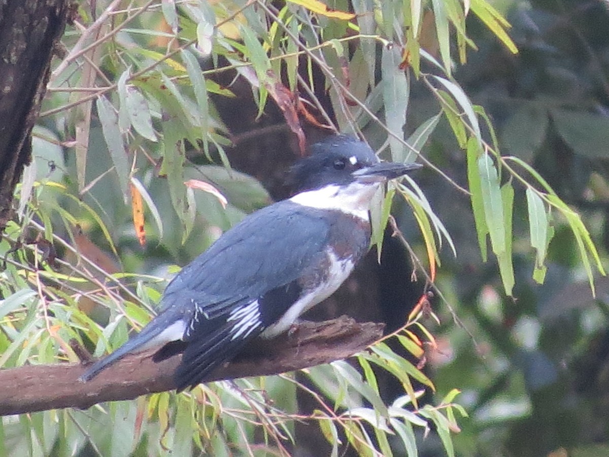 Belted Kingfisher - ML170582811