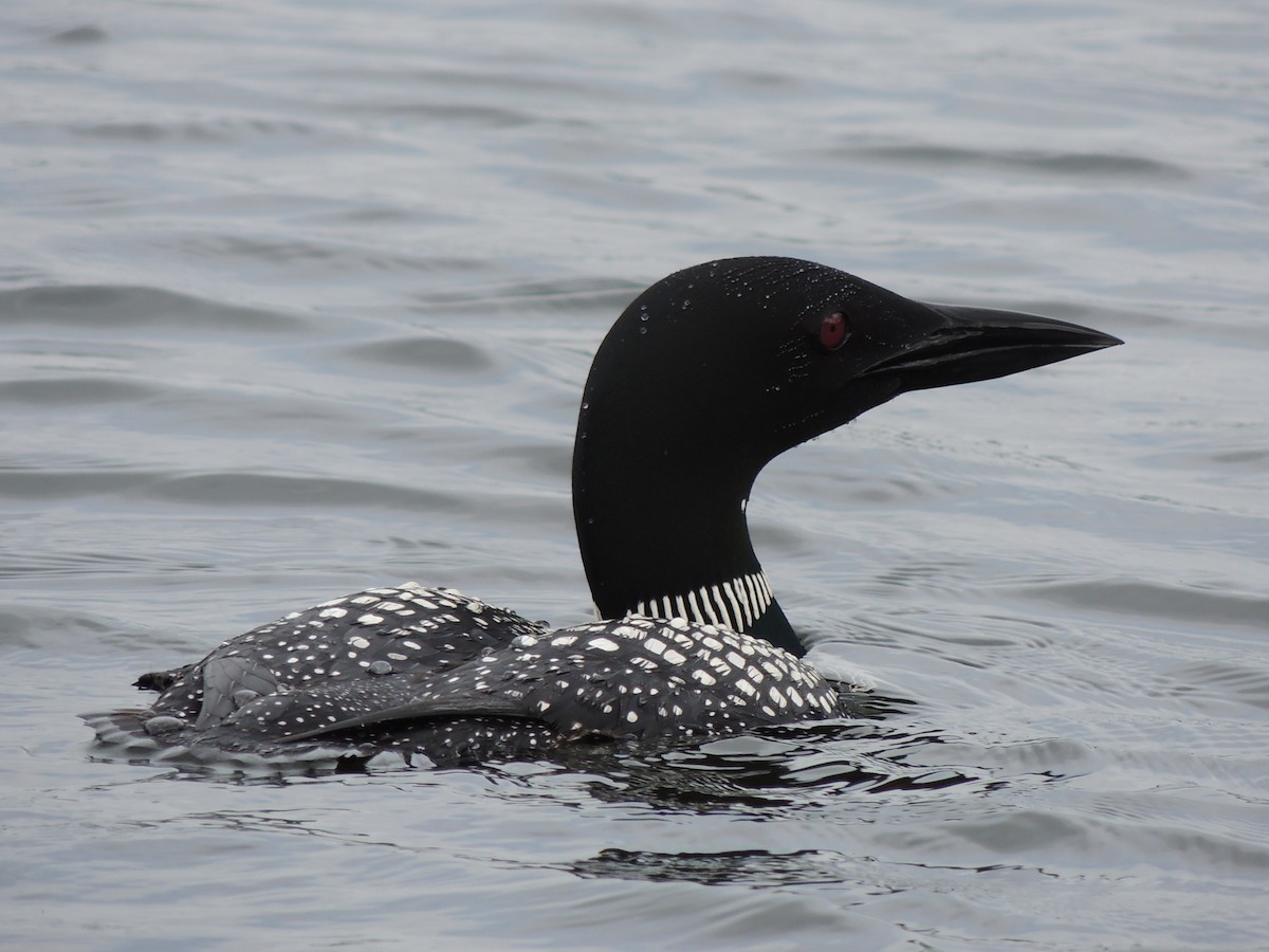 Common Loon - ML170582961