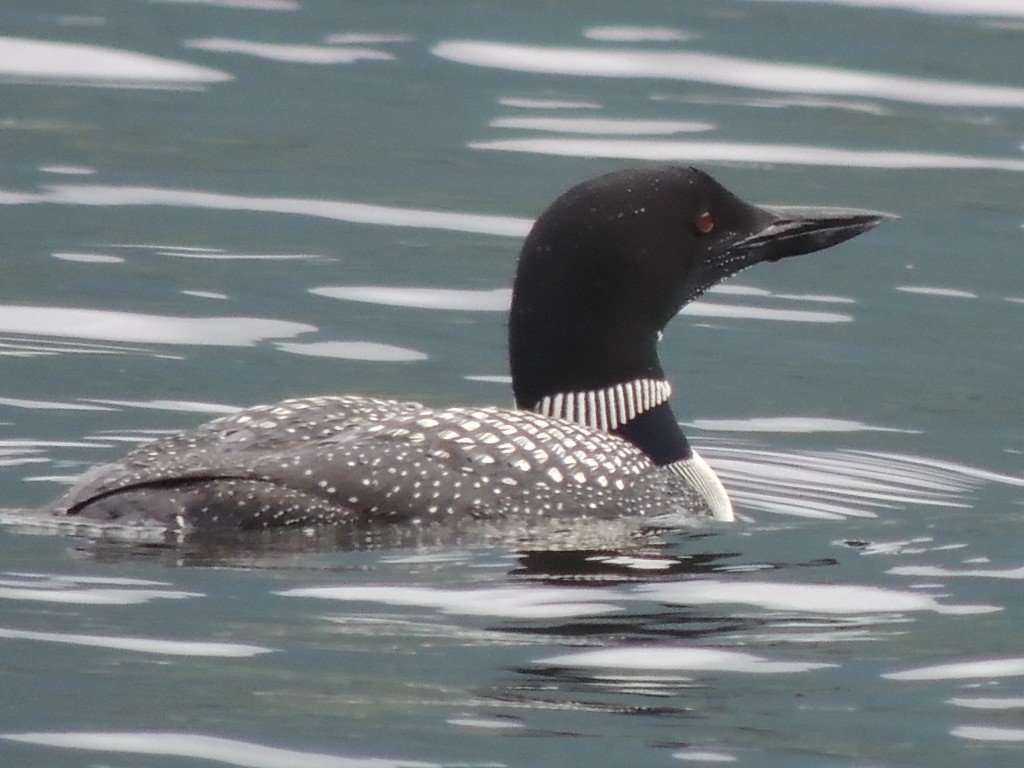 Common Loon - ML170582971