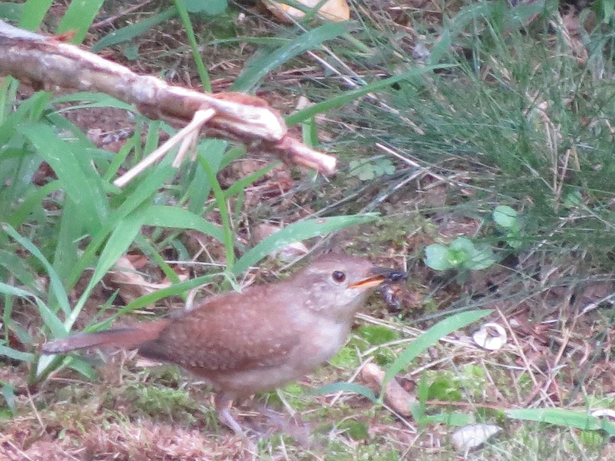 House Wren - ML170584191