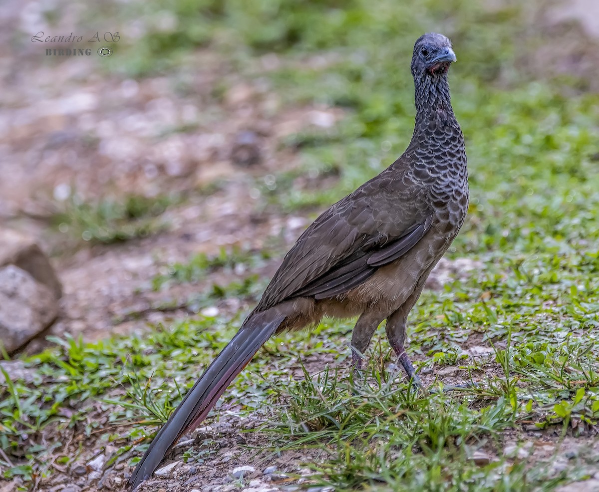 Colombian Chachalaca - Leandro Arias