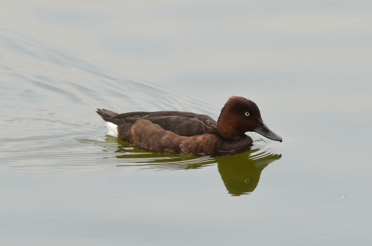 Ferruginous Duck - ML170585081