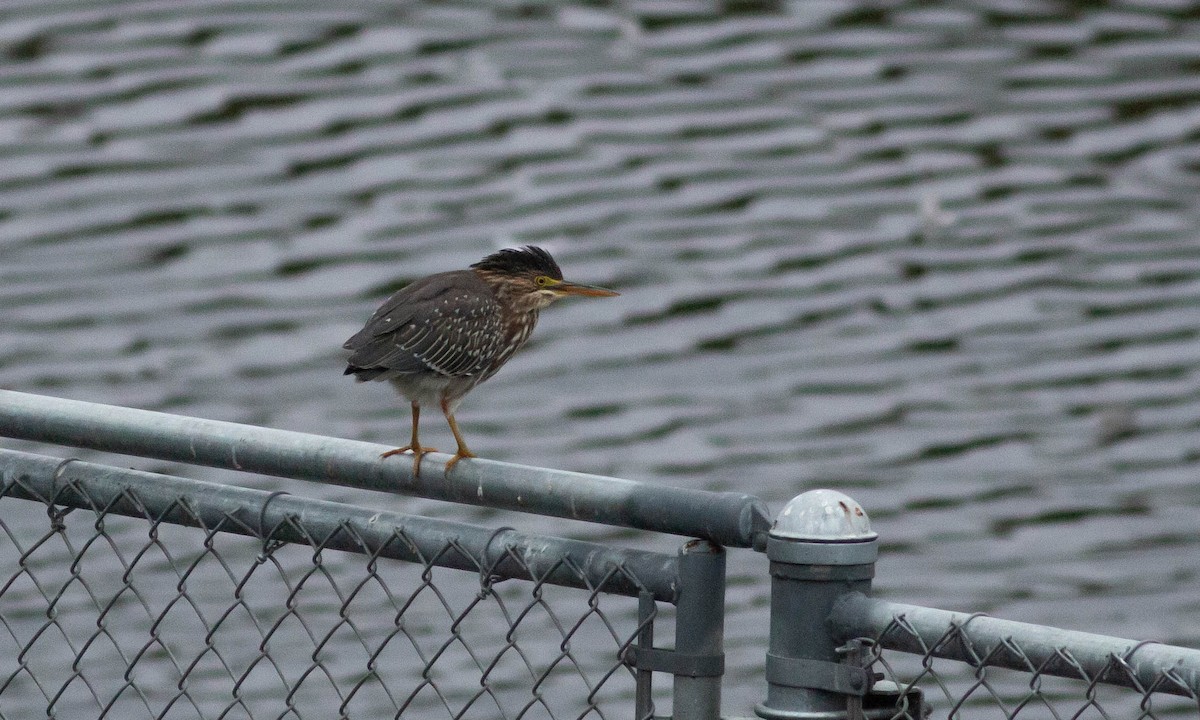 Green Heron - Paul Fenwick