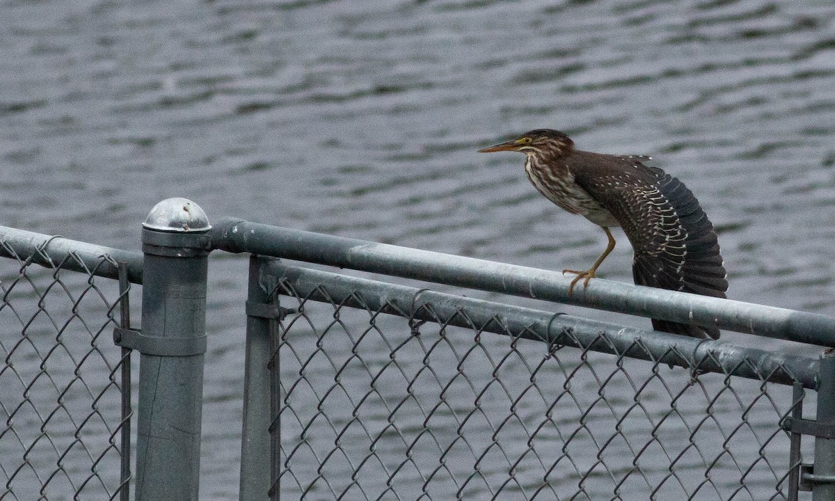 Green Heron - Paul Fenwick