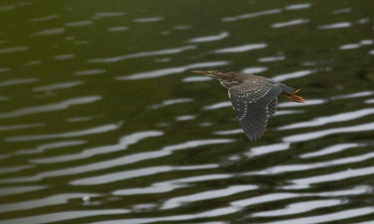 Green Heron - Paul Fenwick