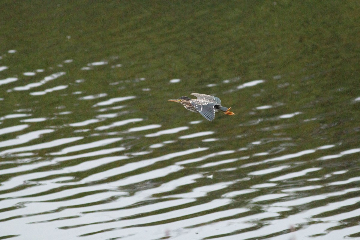 Green Heron - ML170585721