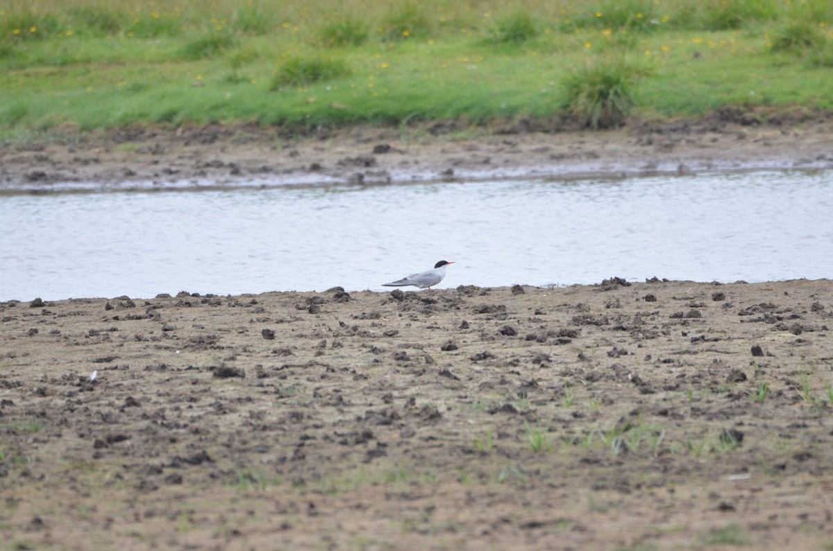 Common Tern - Felix Mittermayer