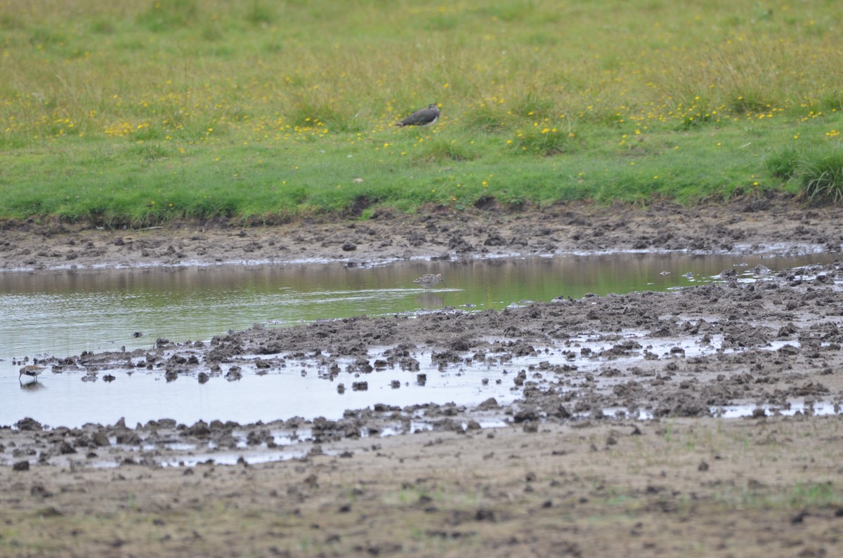 Stilt Sandpiper - ML170586371