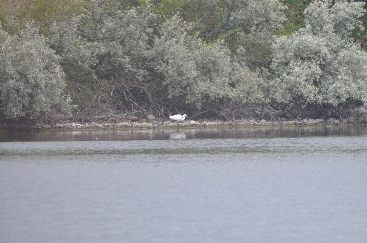 Little Egret - ML170586521