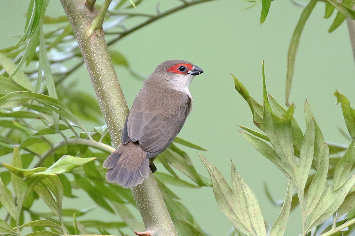 Common Waxbill - Charley Hesse TROPICAL BIRDING