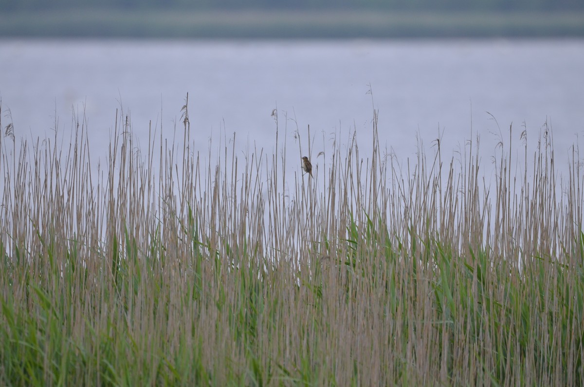 Sedge Warbler - ML170587091