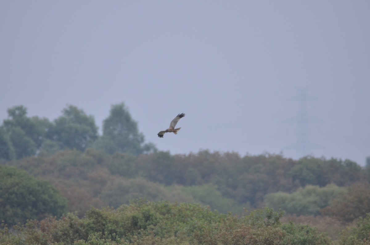 Western Marsh Harrier - Felix Mittermayer