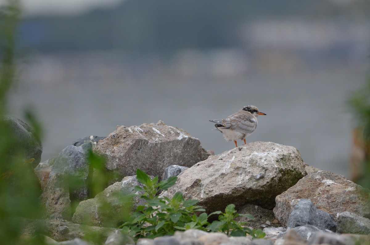 Common Tern - Felix Mittermayer