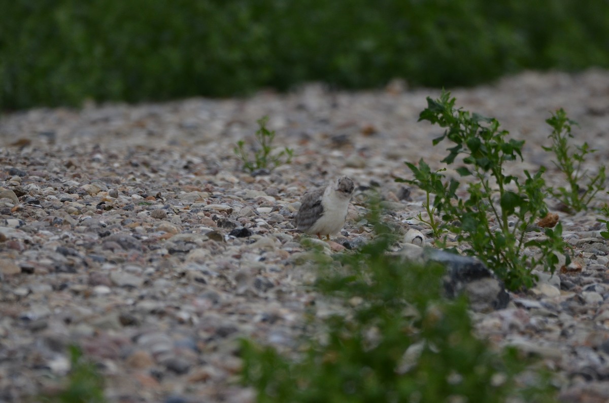 Common Tern - Felix Mittermayer