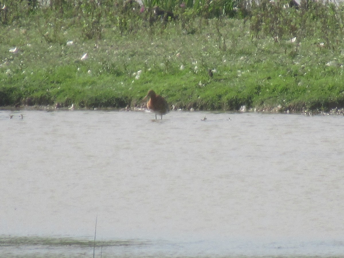 Black-tailed Godwit - ML170587731