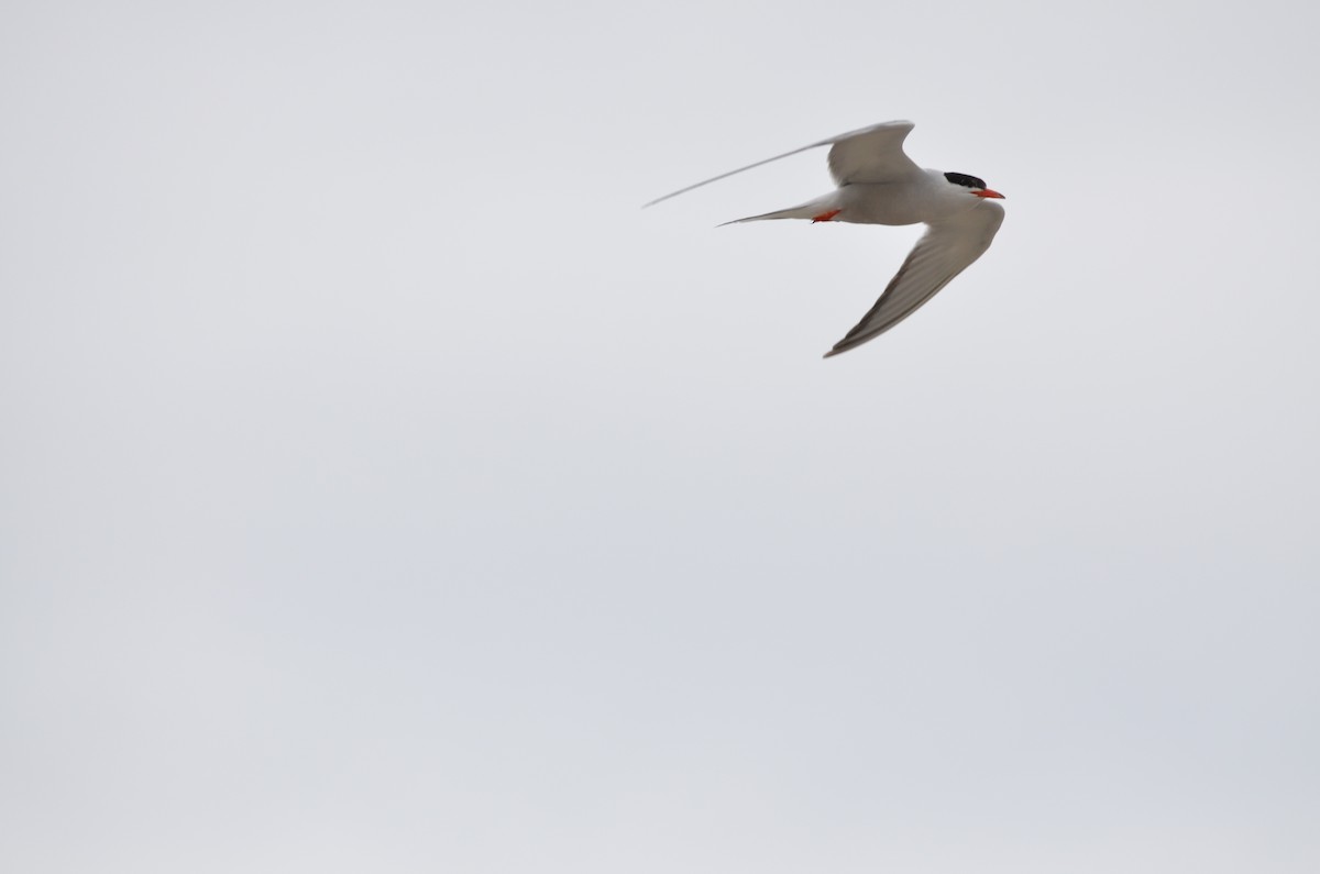 Common Tern - ML170587761