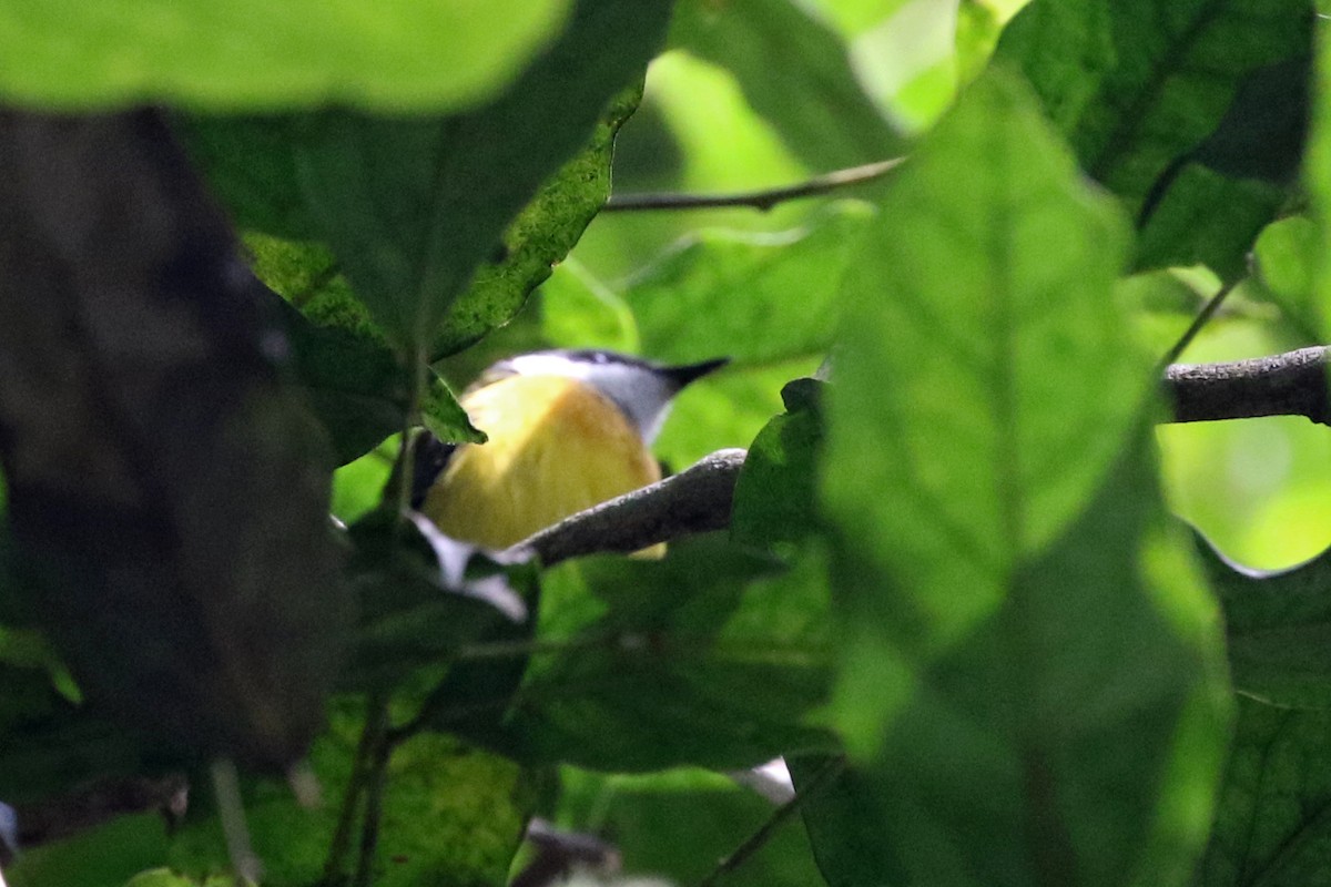 White-winged Apalis - Charley Hesse TROPICAL BIRDING